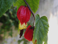 写真「ウキツリボク〔浮釣木〕の花」