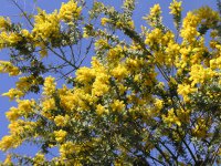 ミモザの花（写真）