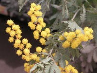 ミモザの花（写真）