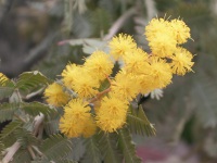 ミモザの花（写真）