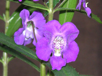 エンジェルラベンダー 『アデッサ』ー の写真