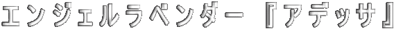 エンジェルラベンダー 『アデッサ』 