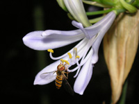 写真「アガパンサスの花」