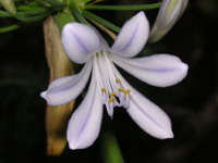 写真「アガパンサスの花」