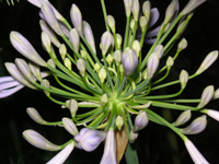写真「アガパンサスの花」