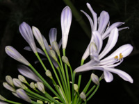 写真「アガパンサスの花」