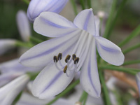 写真「アガパンサスの花」