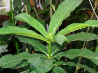 アラマンダの葉（写真）