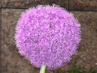 アリウム〔Allium〕の写真