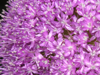 アリウム〔Allium〕の写真