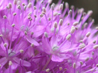 アリウム〔Allium〕の写真