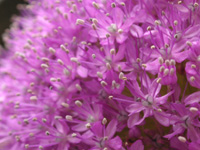 アリウム〔Allium〕の写真