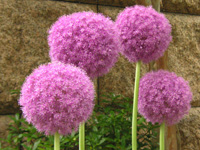 アリウム〔Allium〕の写真