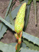 アロエの花（写真）