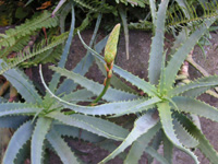 アロエの葉（写真）