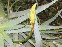 アロエの花（写真）