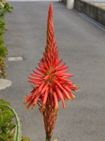 アロエの花（写真）