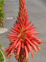 アロエの花（写真）