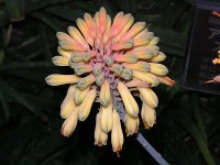 アロエの花（写真）