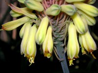 アロエの葉（写真）