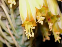 アロエの花（写真）