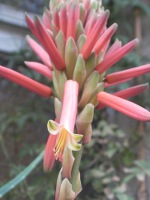 アロエの葉（写真）