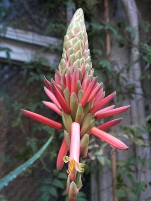 アロエの花（写真）