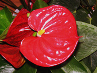 アンスリウムの花（写真）