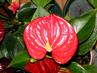 アンスリウムの花（写真）