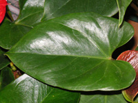 アンスリウムの葉（写真）