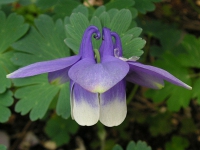 オダマキ〔苧環〕の花（写真）