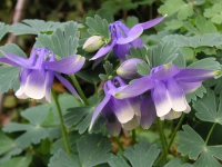 オダマキ〔苧環〕の花（写真）