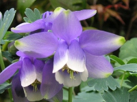 オダマキ〔苧環〕の花（写真）