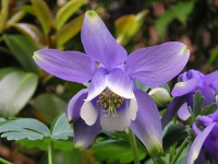 オダマキ〔苧環〕の花（写真）