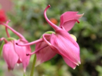 オダマキ〔苧環〕の花（写真）