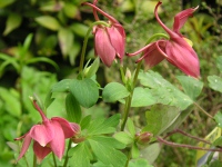 オダマキ〔苧環〕の花（写真）