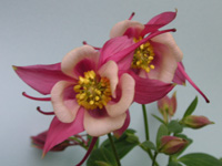 オダマキ〔苧環〕の花（写真）