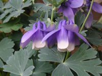 オダマキ〔苧環〕の花（写真）