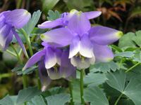 オダマキ〔苧環〕の花（写真）