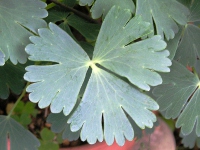 オダマキ〔苧環〕の花（写真）