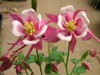 オダマキ〔苧環〕の花（写真）