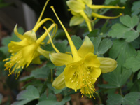 オダマキ〔苧環〕の花（写真）