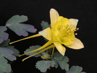 オダマキ〔苧環〕の花（写真）