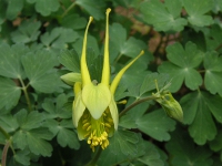オダマキ〔苧環〕の花（写真）