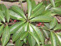 �}�������E�̉�