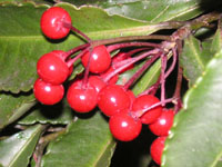 �}�������E�̉�