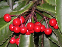 �}�������E�̉�