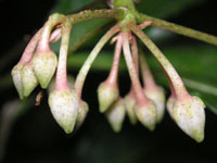 �}�������E�̉�