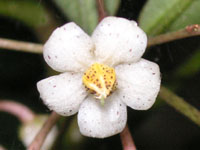 �}�������E�̉�