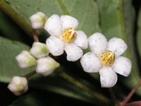 �}�������E�̉�